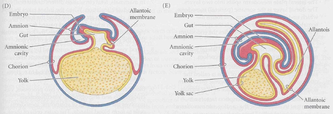 2-day embryo