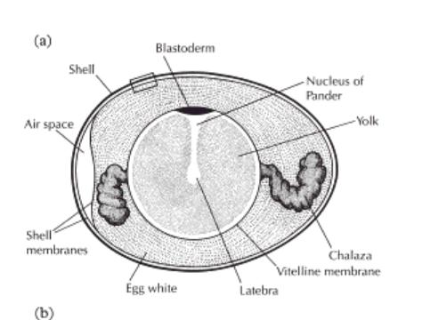 Φυσιολογική ανάπτυξη Αυγό Μεγάλο: συσσώρευση λεκίθου, προσθήκη εξωκυττάριων περιβλημάτων Ασβεστολιθικό κέλυφος Ασπράδι (αλβουμίνη) (πυκνόρευστη, λεπτόρευστη) Κρόκος Λέκιθος
