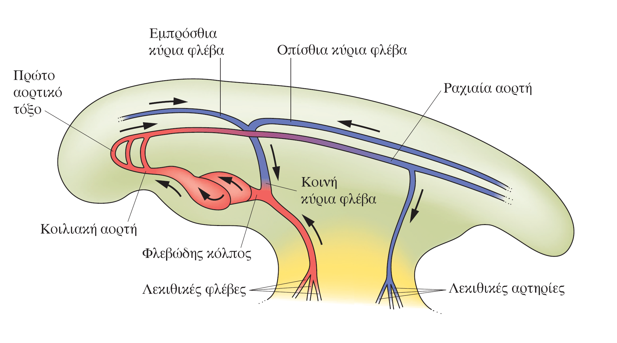 Καρδιά και κυκλοφορία Περιγραφή της οργανογένεσης στο έμβρυο της όρνιθας Η βασική κυκλοφορία ενός