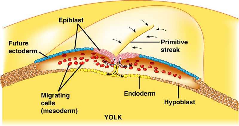 Φυσιολογική ανάπτυξη Καθώς τα μελλοντικά μεσοδερμικά και ενδοδερμικά κύτταρα μεταναστεύουν προς τα μέσα, οι πρόδρομοι των εξωδερμικών κυττάρων πολλαπλασιάζονται και μεταναστεύουν για να περικλείσουν