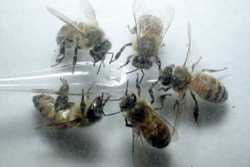 ΕΠΙΚΟΙΝΩΝΙΑ Είναι πλέον αποδεκτό ότι οι µέλισσες επικοινωνούν µεταξύ τους µε µηχανικά (ακοή και αφή), χηµικά και οπτικά ερεθίσµατα (Winston, 1987).