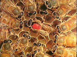 Τελευταίες έρευνες έδειξαν ότι µε την τροφάλλαξη µεταφέρεται, από τις µεγαλύτερες στις µικρότερες σε ηλικία εργάτριες µέλισσες, µια φεροµόνη, η οποία τις κρατάει εντός της κυψέλης να λειτουργούν ως