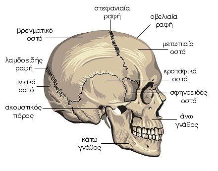 Εγκεφαλικό κρανίο Ο σκελετός της κεφαλής ή κρανίο, διαιρείται στο εγκεφαλικό