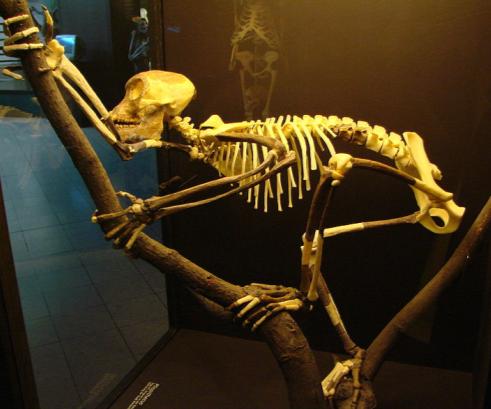 Πρόδρομος ανθρωποειδής πίθηκος: Proconsul (προ «χιμπατζής»)