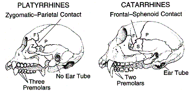 ΚΟΣΜΟΣ Platyrrhini: επίπεδες μύτες προς τα έξω ρουθούνια 3