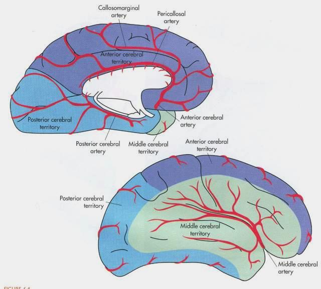 Πρόσθια εγκεφαλική Μέση εγκεφαλική Οπίσθια εγκεφαλική βασική Άνω