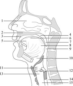 Σχήμα 1: Τα ανθρώπινα φωνητικά όργανα (1) Ρινική κοιλότητα, (2) Ουρανίσκος (σκληρή υπερώα), (3) Φατνία, (4) Υπερώα (μαλακή), (5) Άκρη της γλώσσας, (6) Ράχη της