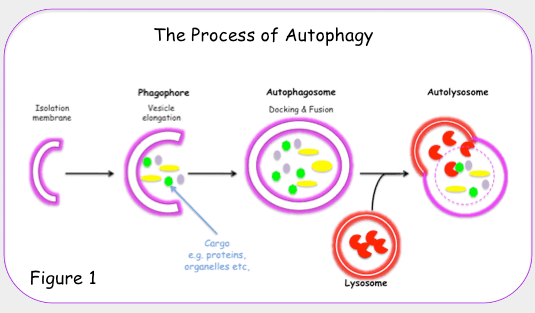 ΑΥΤΟΦΑΓΙΑ Αυτοφαγικό κενοτόπιο (2 ο -γενές Λυσόσωμα) 1) formation and elongation of isolation membranes, or phagophores.