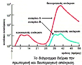 Ζ Γεπηεξνγελή αλνζνβηνινγηθή απφθξηζε ελεξγνπνηείηαη θαηά ηελ επαθή ηνπ νξγαληζκνχ κε έλα αληηγφλν γηα δεχηεξε (ή επφκελε) θνξά.