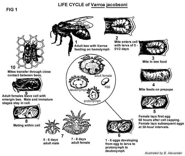 Εικόνα 2: Βιολογικός κύκλος V. jacobsoni, V.