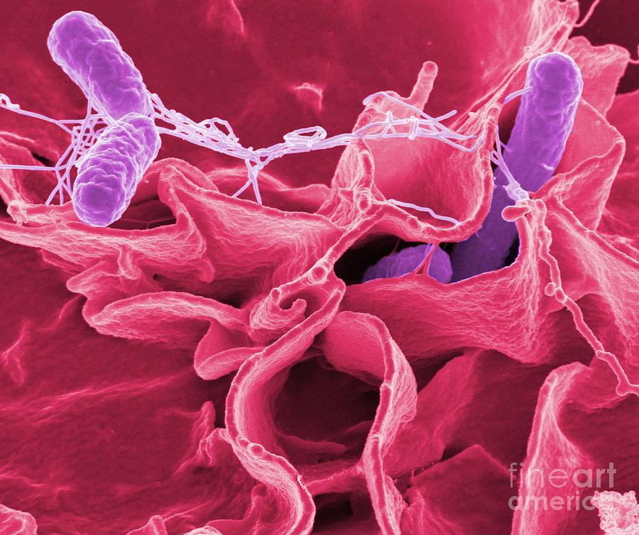 com/featured/10- salmonella-bacteria-science-source.