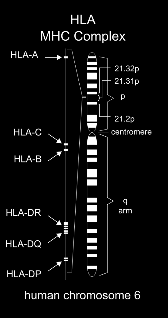 ΗLA (Human Leukocyte Antigens) Ανθρώπινα Λευκοκυτταρικά Αντιγόνα