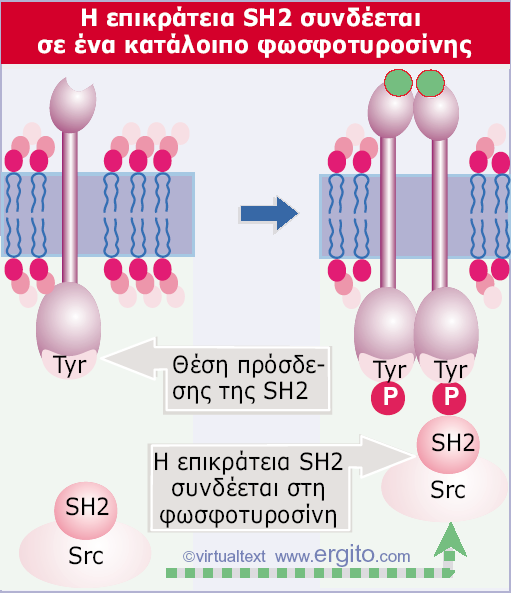 Genes VIII - Αθαδεκαϊθέο Δθδόζεηο 2004 Δηθόλα 28.