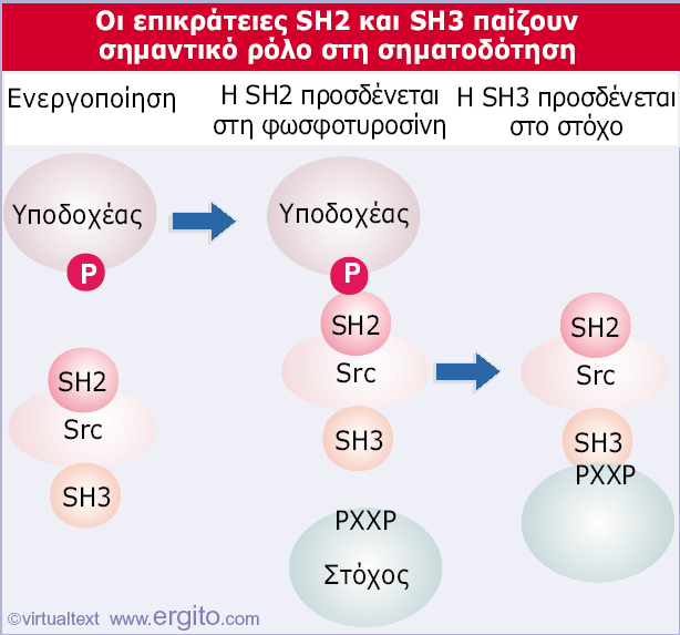 Genes VIII - Αθαδεκαϊθέο Δθδόζεηο 2004 Δηθόλα 28.21 Οη επηθξάηεηεο SH2 θαη SH3 ρξεζηκεύνπλ γηα ηελ αιιειεπίδξαζε κεηαμύ πξσηετλώλ ζηνπο θαηαξξάθηεο κεηαγσγήο ζεκάησλ.