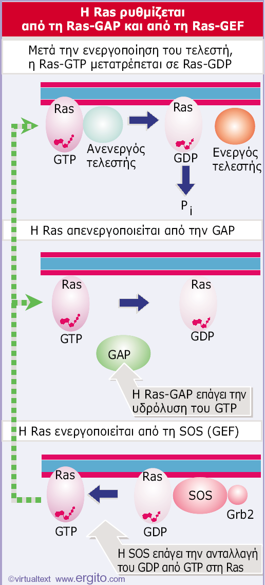 Δηθόλα 28.32 Οη ζρεηηθέο ζπγθεληξώζεηο ησλ Ras-GTP θαη Ras-GDP ξπζκίδνληαη από δύν πξσηεΐλεο.