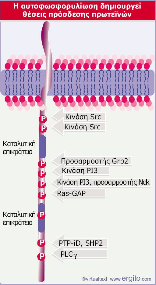 Δηθόλα 28.20 Η απηνθσζθνξπιίσζε ηεο θπηηαξνπιαζκαηηθήο επηθξάηεηαο ηνπ ππνδνρέα ηνπ PDGF δεκηνπξγεί ζέζεηο πξόζδεζεο SH2 γηα δηάθνξεο πξσηεΐλεο.