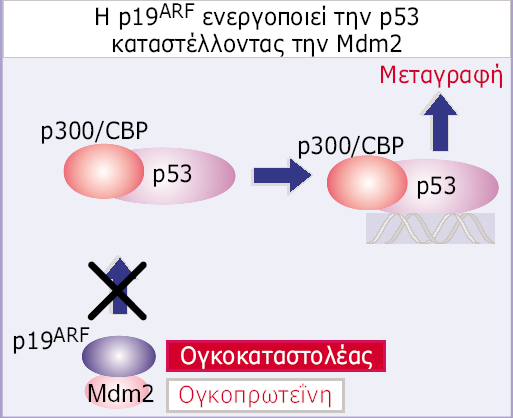 Genes VIII - Αθαδεκαϊθέο Δθδόζεηο 2004 Δηθόλα 30.