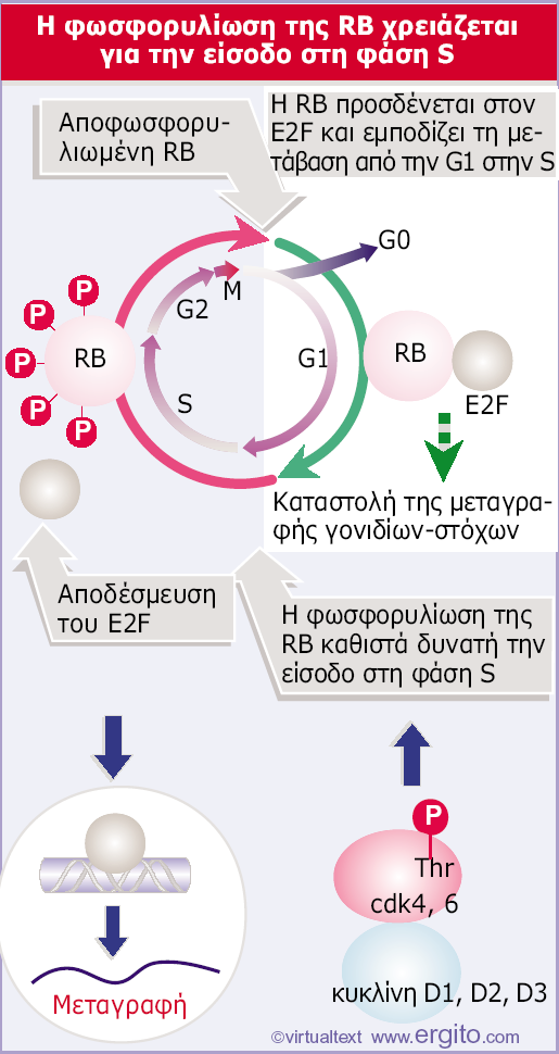 Δηθόλα 29.