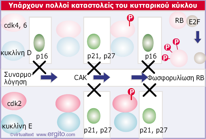 Δηθόλα 29.30 Οη p21 θαη p27 αλαζηέιινπλ ηε ζπλαξκνιόγεζε θαη ηελ ελεξγόηεηα ησλ cdk4, 6-θπθιίλεο D θαη cdk2-θπθιίλεο E από ηε CAK.