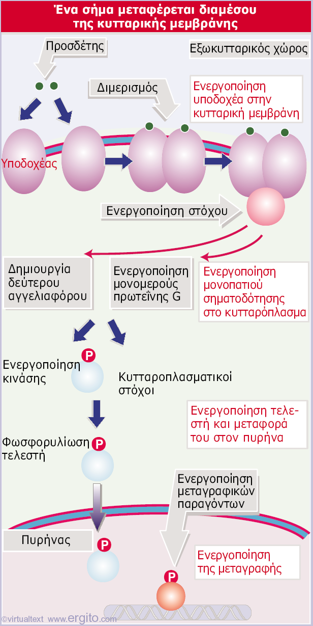 Δηθόλα 28.