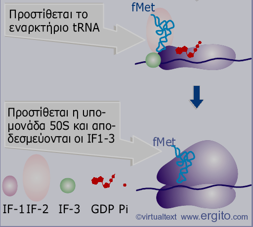 Έαρξη της μετάφρασης στους προκαρυωτικούς οργανισμούς Εικόνα 6.15 Ο IF-2 είναι αναγκαίος για την πρόσδεση του fmet-trna f στο σύμπλοκο 30S-mRNA.