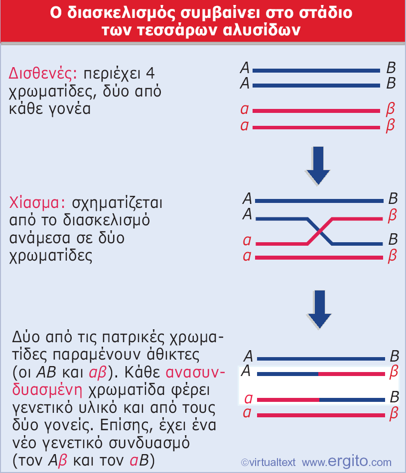 Εικόνα 1.31 Ο σχηματισμός χιασμάτων δημιουργεί ανασυνδυασμένα προϊόντα.