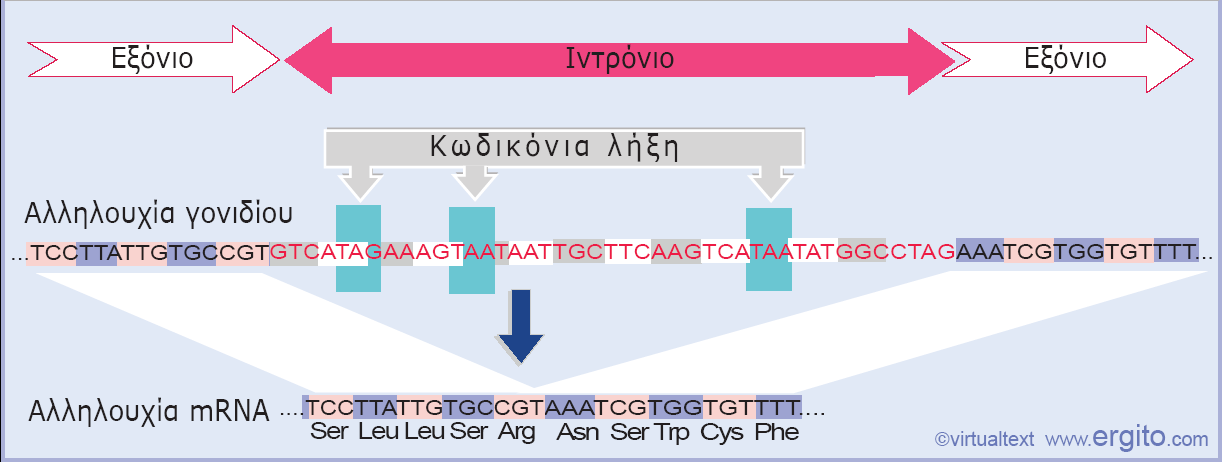 Εικόνα 2.6 Ιντρόνιο είναι μια αλληλουχία του γονιδίου η οποία απουσιάζει από το mrna (η αλληλουχία του mrna αντιστοιχεί στην αλληλουχία του cdna).