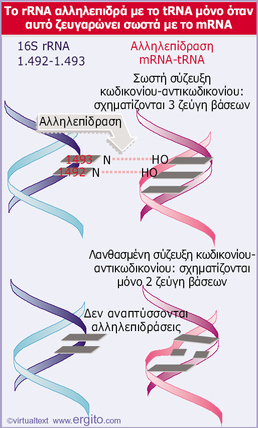 mrna trna trna 5 Εικόνα 6.47 Το ζευγάρωμα κωδικονίουαντικωδικονίου προάγει την αλληλεπίδραση του mrna με τις αδενίνες 1.492-1.