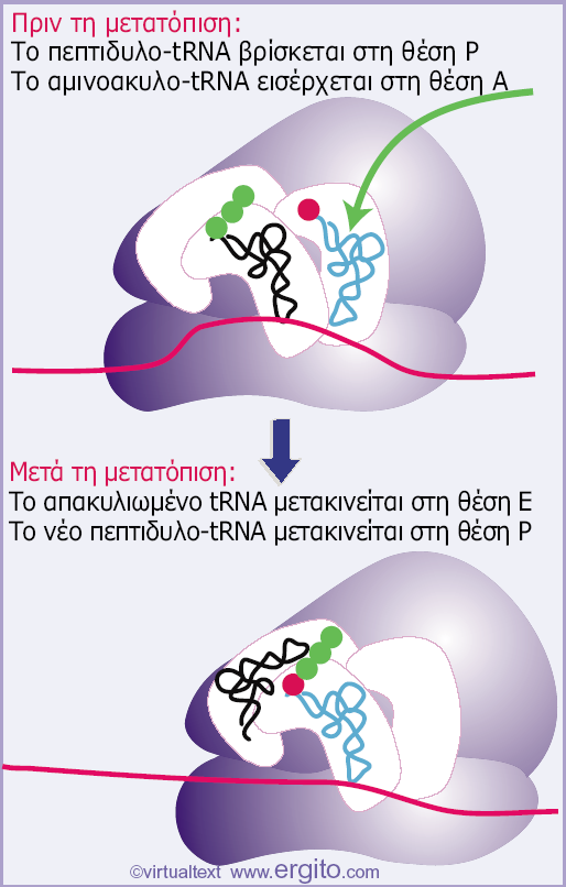 Μετατόπιση του p~trna G GTP pi Εικόνα 6.