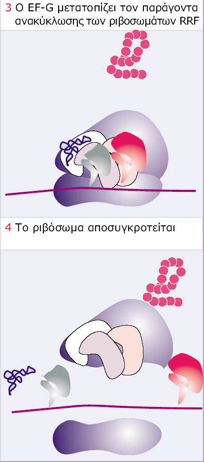 RF1/RF2 RF3 IF-3 IF-3 G GTP GDP + G Εικόνα 6.35 Ο παράγοντας αποδέσμευσης (RF) τερματίζει την πρωτεϊνοσύνθεση αποδεσμεύοντας την πρωτεϊνική αλυσίδα.