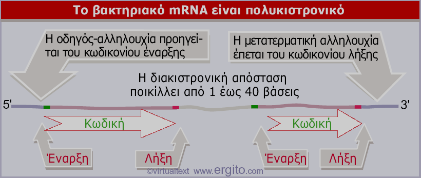 5 UTR α β 3 UTR Εικόνα 5.