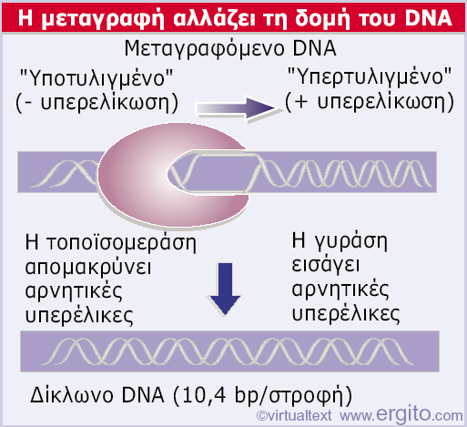 Τοποϊσομεράση (+) Γυράση (-) Εικόνα 9.