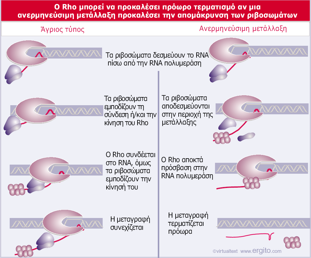 * Genes VIII - Ακαδημαϊκές Εκδόσεις