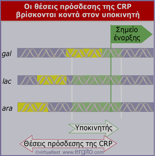 Genes VIII - Ακαδημαϊκές Εκδόσεις 2004 Εικόνα 11.