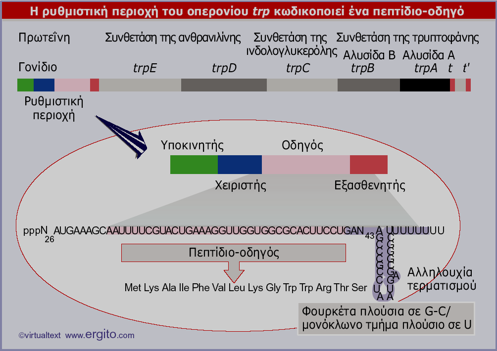 E. coli Κ Trp... Genes VIII - Ακαδημαϊκές Εκδόσεις 2004 Εικόνα 11.