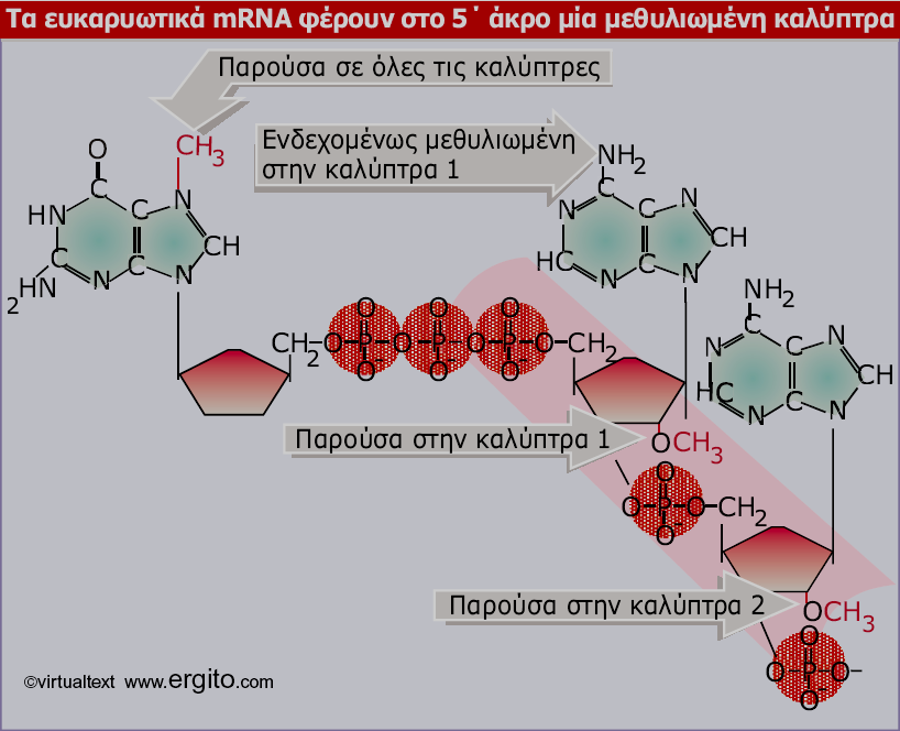 Εικόνα 5.18 Η καλύπτρα ασφαλίζει το 5 άκρο του mrna και μπορεί να μεθυλιωθεί σε αρκετές θέσεις.