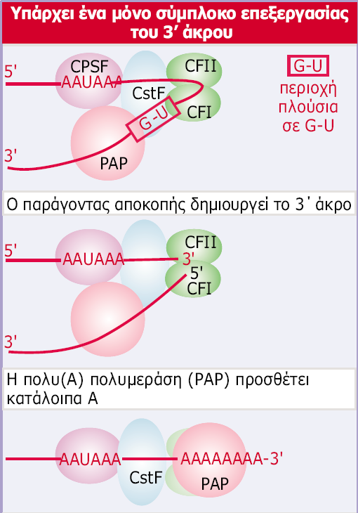 Poly(A) + 10-30 Nt Εικόνα 24.