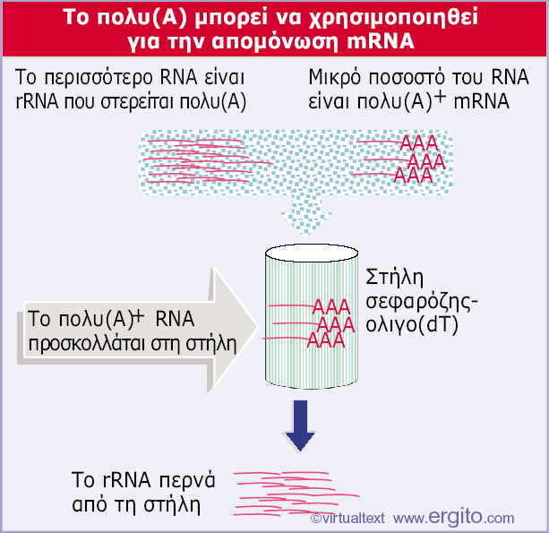 Εικόνα 5.