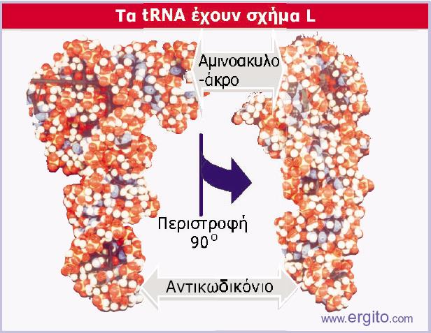 Βραχίονας