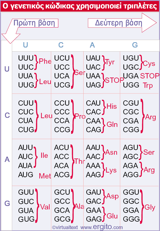 Εικόνα 7.1 Όλες οι τριπλέτες-κωδικόνια έχουν νόημα: 61 αντιστοιχούν σε αμινοξέα και 3 προκαλούν τερματισμό (STOP). α. 61 κωδικόνια + 3 λήξης β.