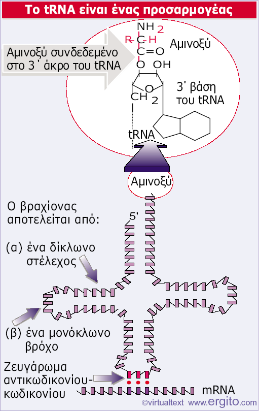 2 3 A Εικόνα 5.3 Ένα trna έχει τη διττή ιδιότητα ενός προσαρμοστή, ο οποίος αναγνωρίζει τόσο το αμινοξύ όσο και το κωδικόνιο.