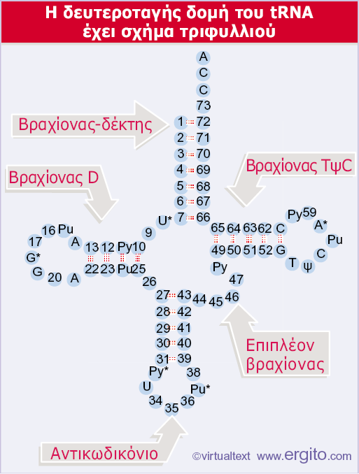 το trna στη μικρή αύλακα του στελέχους-δέκτη και