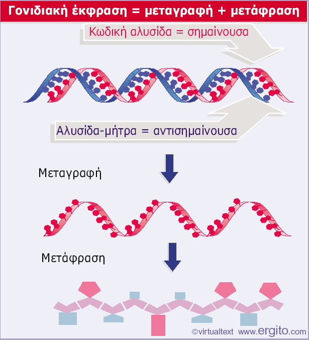 [κυτταρικές δομές, κατάλυση, ρύθμιση, ανοσοαπόκριση, μεταφορά, κίνηση] κυτταρικός τύπος Εικόνα 5.