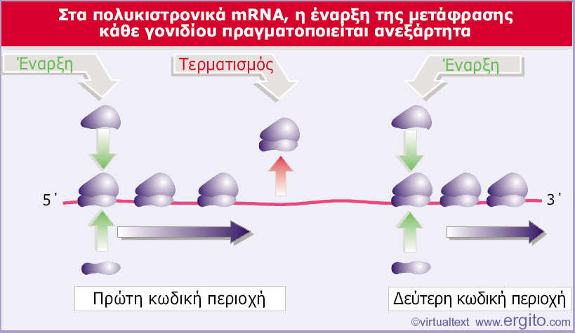 Εικόνα 6.17 Η έναρξη πραγματοποιείται ανεξάρτητα σε κάθε κιστρόνιο ενός πολυκιστρονικού mrna.