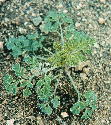 ΒΙΟΛΟΓΙΑ ΚΑΙ ΟΙΚΟΛΟΓΙΑ ΖΙΖΑΝΙΩΝ 13 Καπνόχορτο (Fumaria officinalis, Fumariaceae) Το καπνόχορτο είναι ετήσιο, χειµερινό, δικοτυλήδονο φυτό όρθιας ή έρπουσας έκφυσης και φθάνει µέχρι το ύψος των 40 cm.
