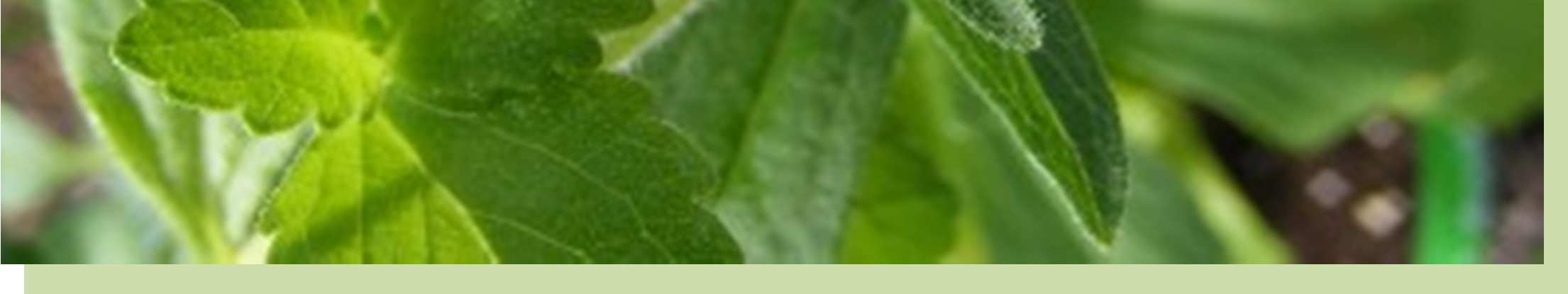 Στέβια, η ζάχαρη του µέλλοντος Εικόνα 4. Τα ανοιχτοπράσινα, οδοντωτά φύλλα της Στέβιας (Catesnutrition.