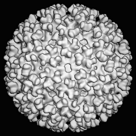 Icosahedral (5) Point Group Symmetry Icosahedral (5) Point Group Symmetry vertices (5-0 fold) faces (- fold) RAMM Workshop, La Jolla, CA (ov -0, 005) vertices (5-0 fold) faces (- 0fold) edges (-