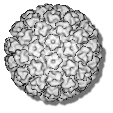 Protocol Electron Cryo-Microscopy Protocol Electron Cryo-Microscopy Sample : ~- µl at -5 mg/ml Sample : ~- µl at -5 mg/ml Specimen support: holey carbon film (- µm) Specimen support: holey carbon