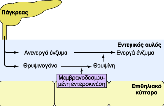 Ενζυμικό συστατικό παγκρεατικού υγρού Πρωτεάσες (θρυψίνη, χυμοθρυψίνη, καρβοξυπεπτιδάση)