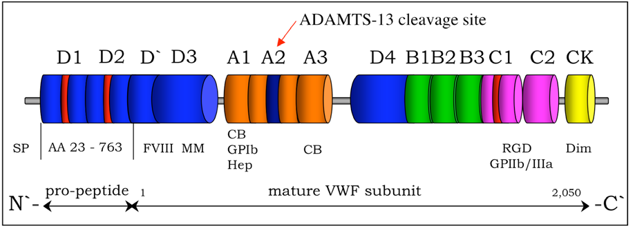 SP Σηματοδοτικό πεπτίδιο ADAMTS-13 περιοχή πρωτεόλυσης SP πεπτίδιο Συνδέτες δομικών περιοχών προπεπτίδιο Ώριμη(τελική) υποομάδα παράγοντα vwf Σχήμα 2α.